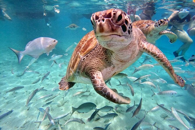 zon zee strand vakantie jan thiel st joris mambo beach willemstad curacao boanire aruba villa house appartment for rent rental huren aquilar casa luxe kit surfen baai eiland isla island nederlanders americans colombiana eco resort sea sun zwembad yacuzzi pool gated safe surf kite sint joris baai sea view bay walking tracks relax hofi voetbal containers st joris resort gated community safe nord side mambo developers chill  cabana nightlife bars beach nachtleven madero wett  & wild cuba avond lions dive bars schildpadden bekijken turtles playa piskado grandi kalki westpunt cas aboa abou grote knip knepa daaibooi porti mari kokomo banda abou
